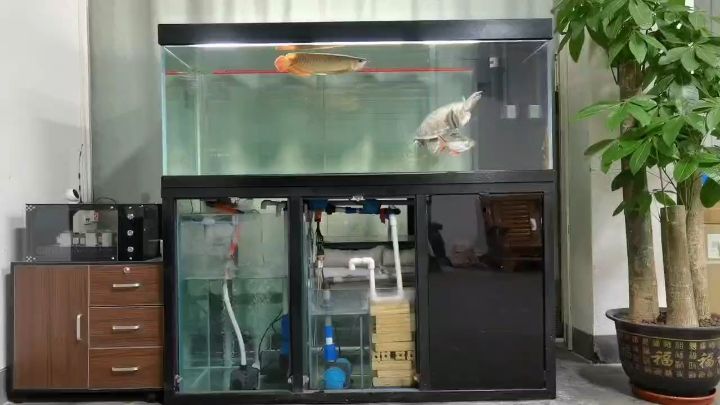 鱼缸自动换水  自动补水：鱼缸换水，自动化 观赏鱼论坛