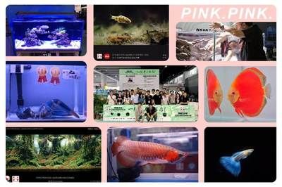 2024宠物水族展：2024山东宠物水族展 鱼缸百科 第3张