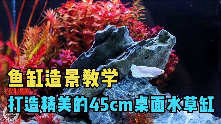 45-30-30鱼缸造景：45-30-30-30鱼缸造景需要准备什么硬件 鱼缸百科 第2张