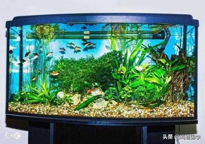 6060的鱼缸养多少鱼合适：60厘米的鱼缸适合养什么鱼？ 鱼缸百科 第1张