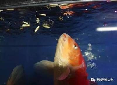 9条锦鲤要多大鱼缸才能养大：如何选择锦鲤鱼缸尺寸 鱼缸百科 第4张