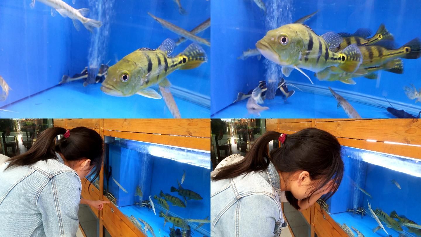 90厘米能不能养巴西亚鱼：关于巴西亚鱼饲养的问题 鱼缸 第1张