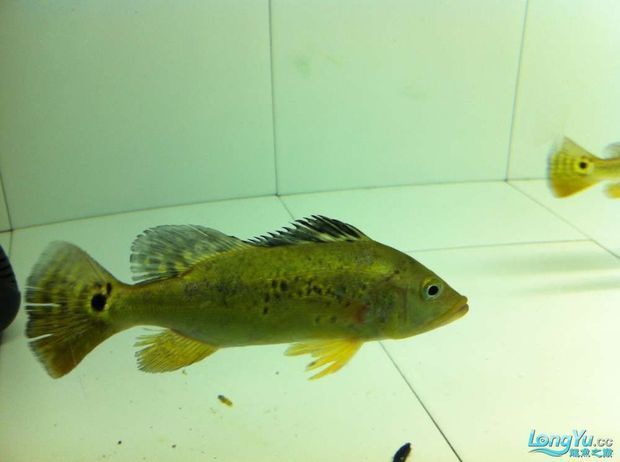 90厘米能不能养巴西亚鱼：关于巴西亚鱼饲养的问题 鱼缸 第3张