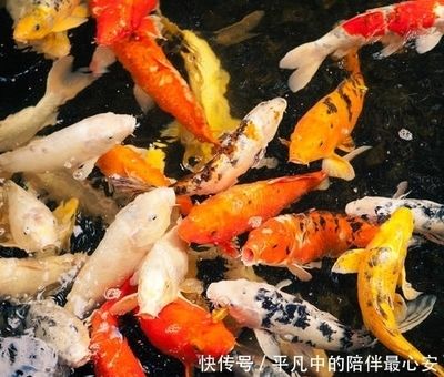 60的鱼缸可以养几条锦鲤鱼：60厘米的鱼缸适合养几条锦鲤 鱼缸百科 第2张