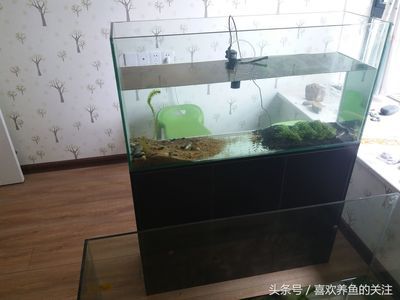 30L鱼缸多大：30l的鱼缸大小是多大