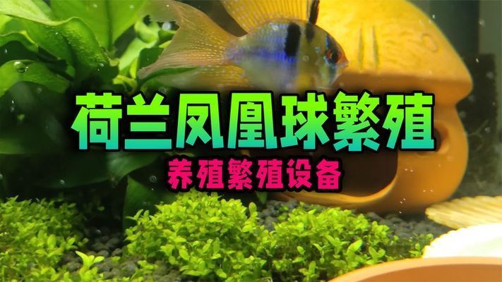 60鱼缸养几条荷兰凤凰球：60厘米长的鱼缸可以养荷兰凤凰球,60厘米长的鱼缸 鱼缸