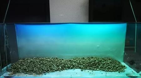 1米高的鱼缸怎么造景视频讲解：1米高的鱼缸造景视频素材网1米高的鱼缸造景技巧 鱼缸 第1张
