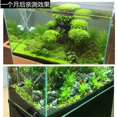 40cm鱼缸用多少水草泥：鱼缸水草泥的作用是什么