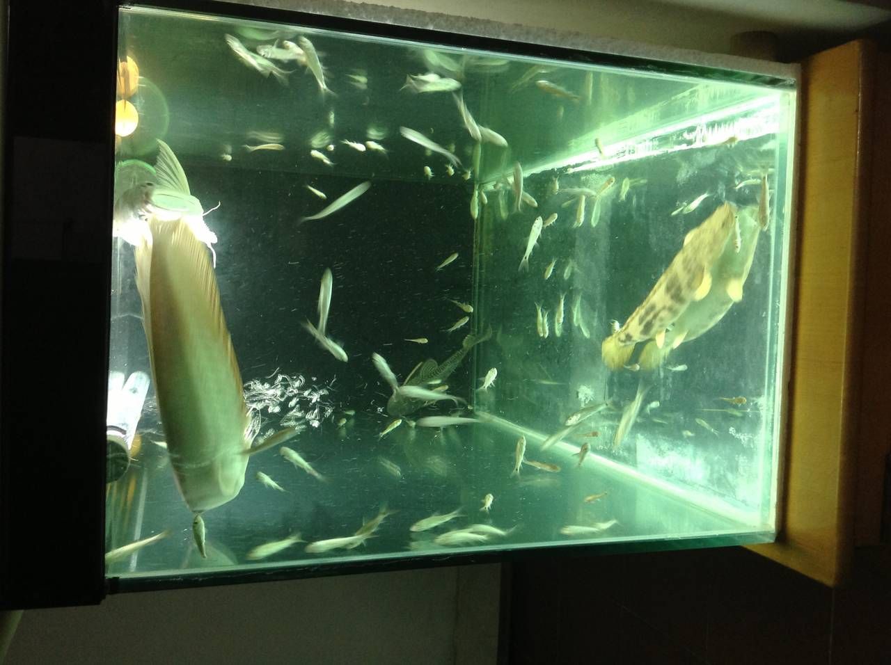 30宽鱼缸养银龙：30厘米宽的鱼缸不足以满足银龙鱼的生长需求不适合养银龙鱼 鱼缸 第2张