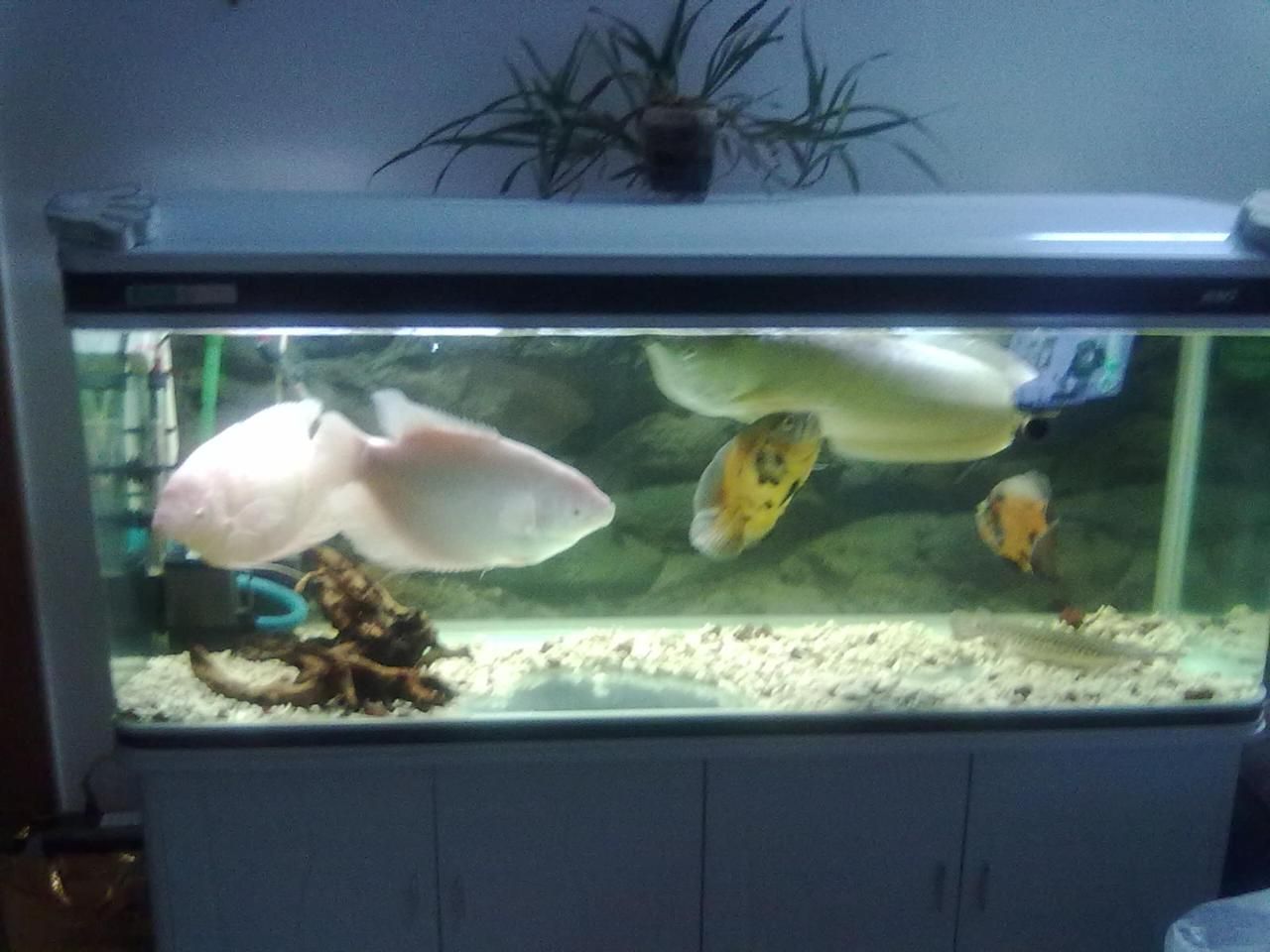 30宽鱼缸养银龙：30厘米宽的鱼缸不足以满足银龙鱼的生长需求不适合养银龙鱼 鱼缸 第3张