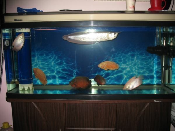 30宽鱼缸养银龙：30厘米宽的鱼缸不足以满足银龙鱼的生长需求不适合养银龙鱼 鱼缸 第4张