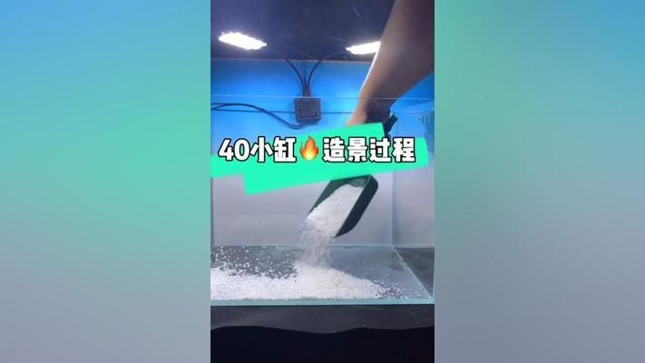 40厘米的鱼缸造景：40厘米鱼缸造景教程，根据您的需求整理的关于40厘米鱼缸造景的信息 鱼缸百科 第3张