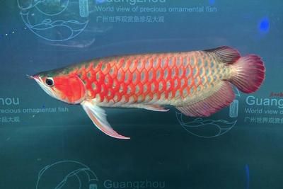 2020年广州世界观赏鱼珍品大观：2020年广州世界观赏鱼珍品大观活动在海心沙亚运公园举行 鱼缸 第1张
