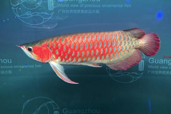 2020年广州世界观赏鱼珍品大观：2020年广州世界观赏鱼珍品大观活动在海心沙亚运公园举行 鱼缸 第2张