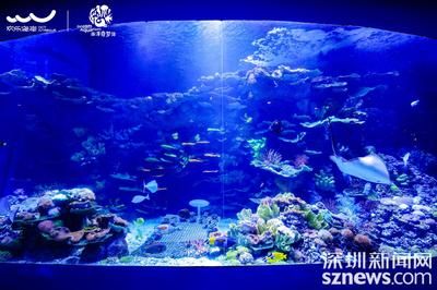 2024广州国际宠物水族展：2024广州国际宠物水族展览会报告 鱼缸百科 第3张