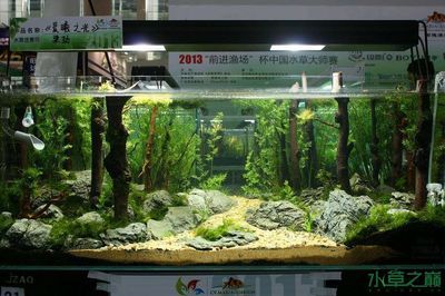 40鱼缸造景图：40cm鱼缸造景图示