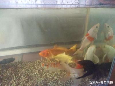 804545的鱼缸能养几条锦鲤：21篇锦鲤鱼缸饲养建议锦鲤鱼缸养几条锦鲤鱼缸养几条最好 鱼缸百科 第3张