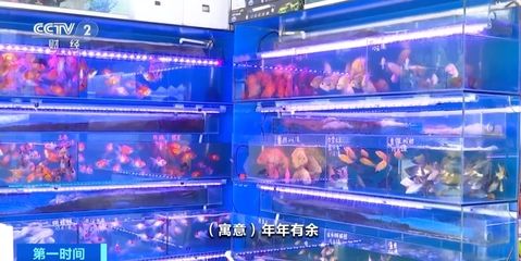 80cm鱼缸能养几条蝴蝶鲤：80cm鱼缸能否养蝴蝶鲤以及能养多少条 鱼缸百科 第1张