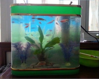 60的鱼缸养多少斑马鱼：60厘米的鱼缸适合养多少斑马鱼 鱼缸 第1张