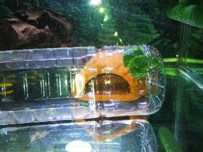 5l矿泉水瓶做鱼缸多少钱：5l矿泉水瓶制作鱼缸的制作方法 鱼缸 第4张