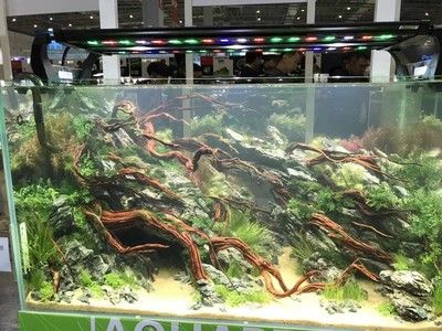 2024长城水族展：2024长城水族展将于2024年9月10-13日在广州市举办 鱼缸百科 第3张