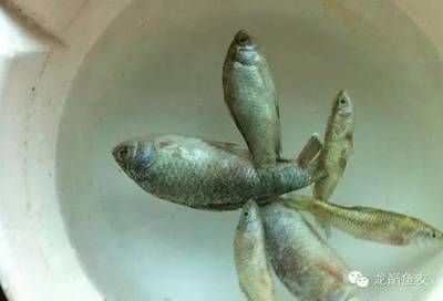 804045的鱼缸：80,40,45的鱼缸适合养什么样的鱼？