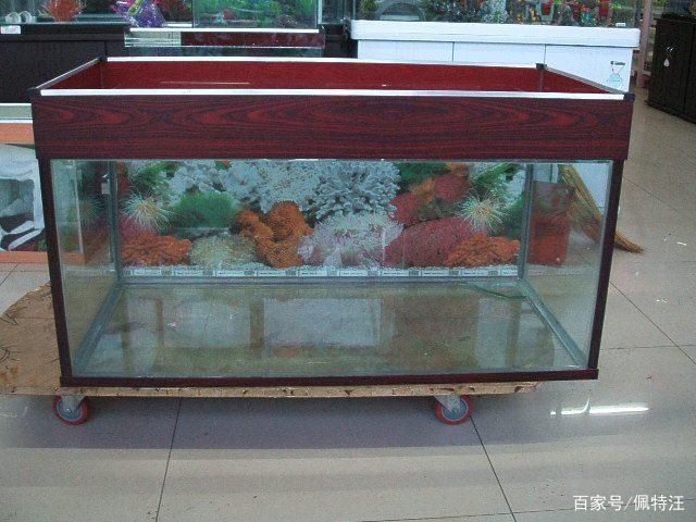60的鱼缸要多厚的玻璃胶好：60厘米的鱼缸适合养中型鱼，鱼缸玻璃胶安全性最重要 鱼缸 第3张