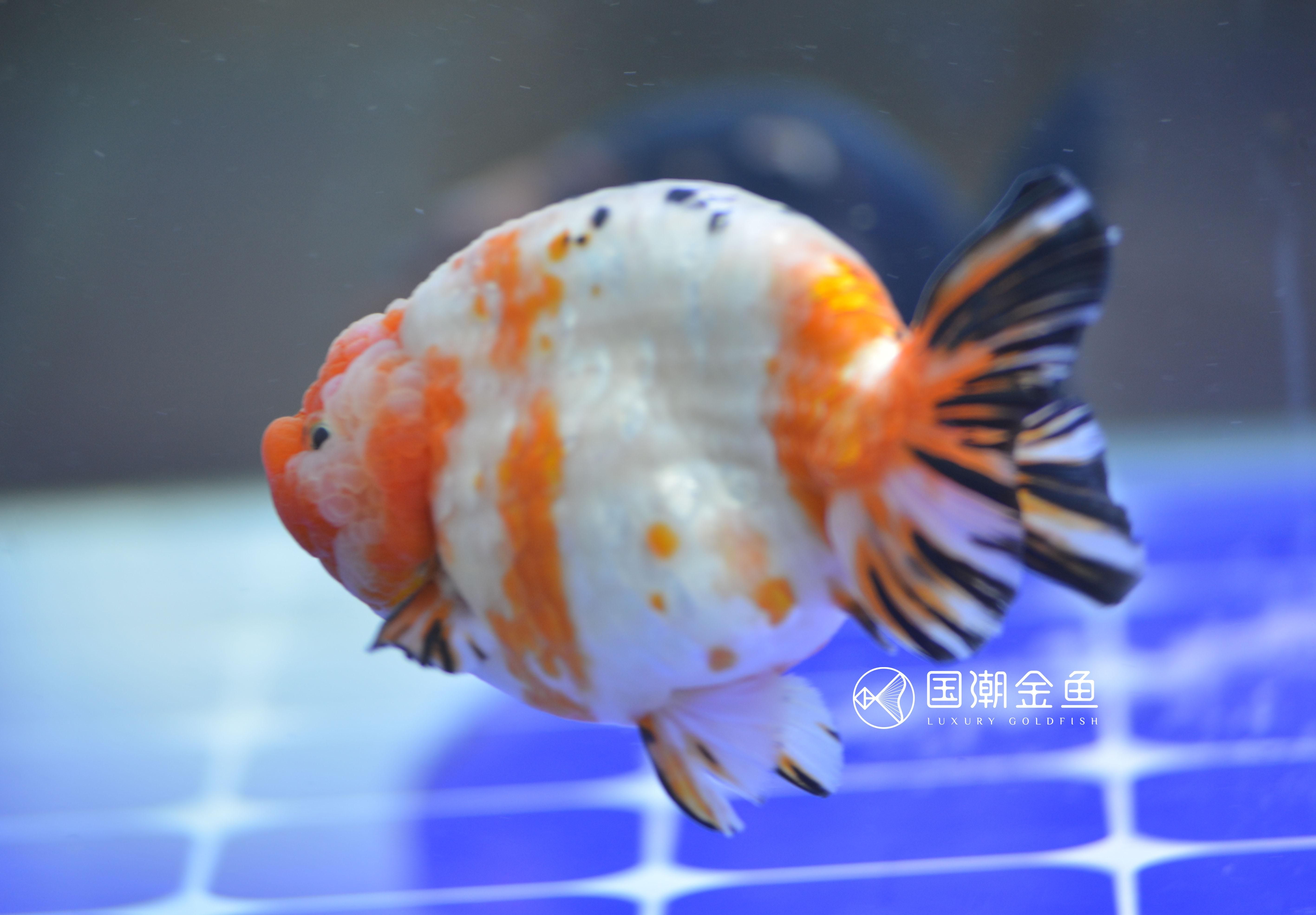 ada水族官网：ada水族商品购买ada水族造景品牌介绍