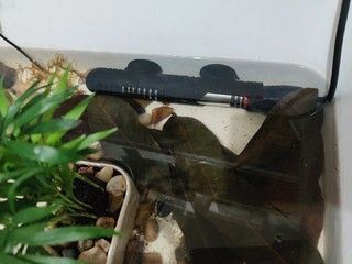 diy鱼缸加热器：diy鱼缸加热器的安全性 鱼缸百科 第4张