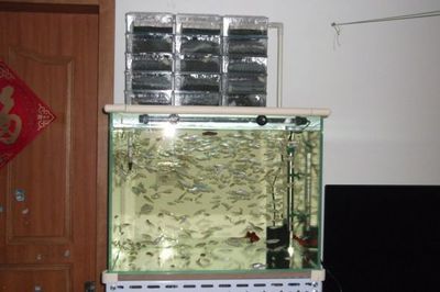 80厘米长的鱼缸能养多少条鱼：一个80厘米长的鱼缸能养多少条鱼 鱼缸 第4张