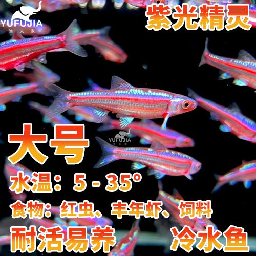 fujia鱼缸：富甲鱼缸十大品牌排行榜 鱼缸 第1张