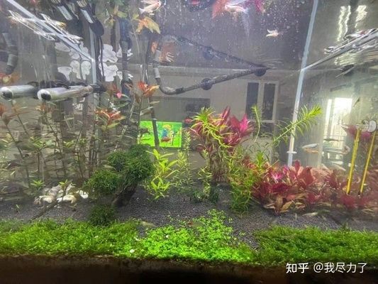 60生态鱼缸造景效果图：60鱼缸沉木造景图片大全 鱼缸百科 第3张