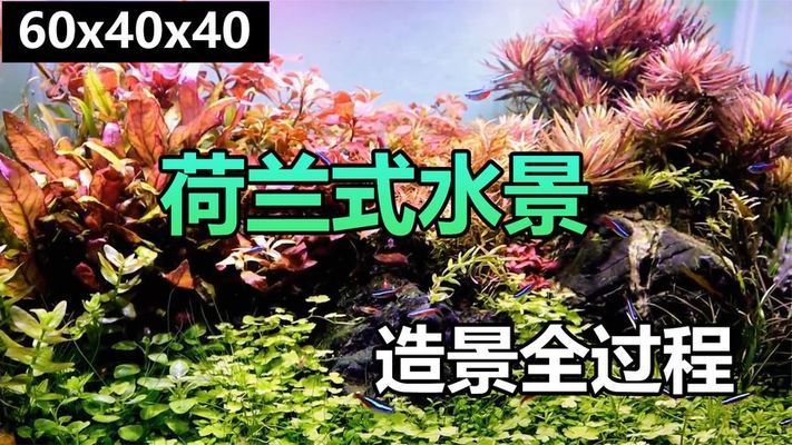 60公分鱼缸造景效果图视频：60公分鱼缸造景教程