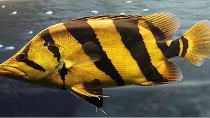 苏虎鱼和印尼虎怎么区分：苏虎鱼和印尼虎怎么区分苏虎鱼和印尼虎的最大区别 苏虎 第2张