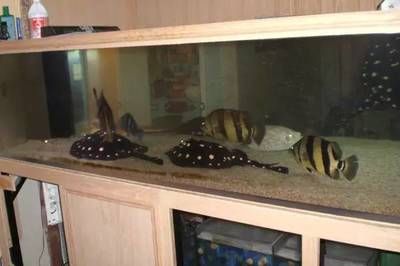 四纹虎鱼混养：关于四纹虎鱼混养的一些详细信息 印尼四纹虎 第1张