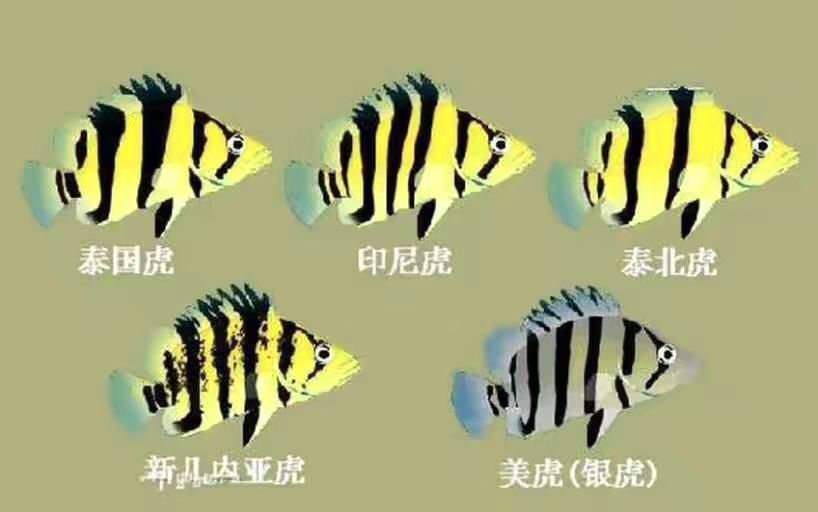 印尼虎与泰虎区别：印尼虎与泰虎有什么区别 苏虎 第3张