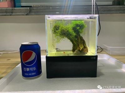 100l的鱼缸：100升的鱼缸适合养一些小型鱼类，需要考虑到过滤器和加热棒的选择