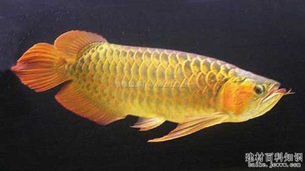 魟鱼什么品种最便宜又好养：皇冠太空甜甜圈黑白魟适合生活在弱酸性水质中的魟鱼 魟鱼 第1张