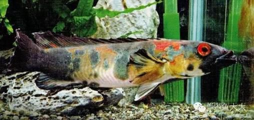 魟鱼什么品种最便宜又好养：皇冠太空甜甜圈黑白魟适合生活在弱酸性水质中的魟鱼 魟鱼 第2张