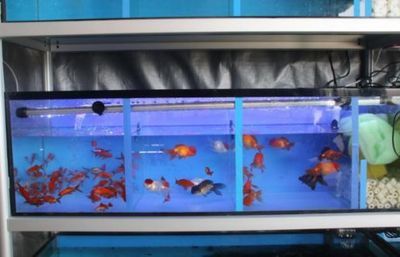 一方水族产品质量如何评价：一方水族产品质量如何评价一方水族产品质量如何评价