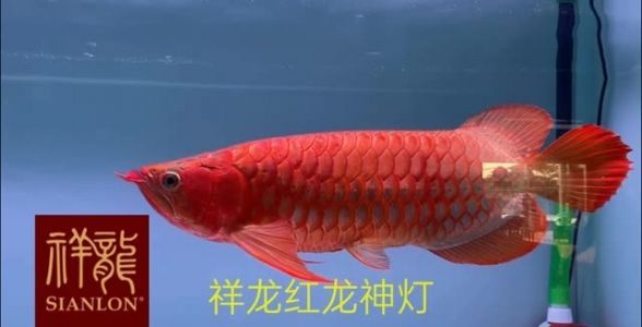 马印神灯发蓝：马印神灯怎么样 马印水族 第1张