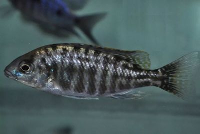 苏虎黑纹变浅：苏虎鱼的黑纹变浅可能是由于多种因素引起的，以下可能的原因 苏虎 第1张