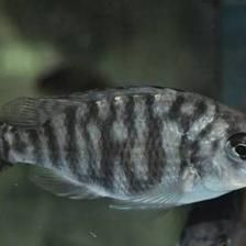苏虎黑纹变浅：苏虎鱼的黑纹变浅可能是由于多种因素引起的，以下可能的原因 苏虎 第2张