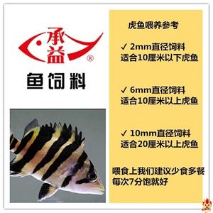 6厘米虎鱼一天喂几次饲料：6厘米的虎鱼一天喂几次饲料 虎鱼百科 第3张