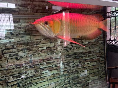 万吉红龙鱼和孟吉尔红龙鱼混养怎么样：万吉红龙鱼和孟吉尔红龙鱼混养时需要注意以下几点 广州孟吉尔 第3张