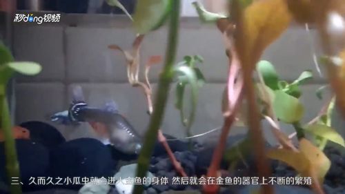 虎鱼身上有白点流脓：虎鱼身上出现白点和流脓可能是指的小瓜虫病（白点病）