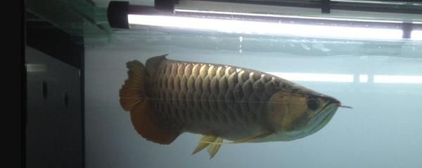 印尼四纹虎鱼寿命：印尼四纹虎鱼的寿命在理论上大概是15年左右 印尼四纹虎 第1张