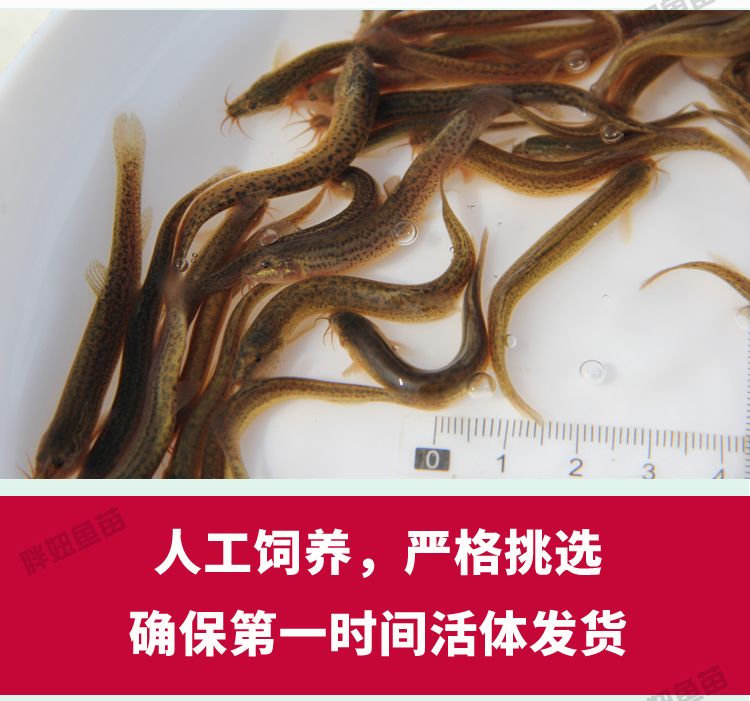 5厘米的虎鱼可以吃泥鳅吗：5厘米的虎鱼可以吃泥鳅吗， 虎鱼百科 第2张