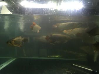 孟吉尔红龙f1有名气吗：孟吉尔红龙f1是一种具有较高知名度的红龙鱼品种 广州孟吉尔 第1张