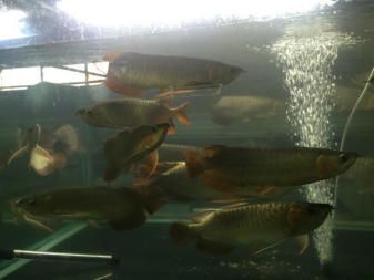孟吉尔红龙f1有名气吗：孟吉尔红龙f1是一种具有较高知名度的红龙鱼品种 广州孟吉尔 第3张